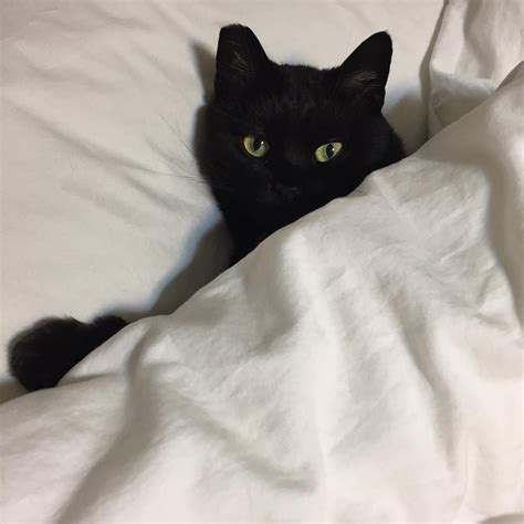 black cat pictures cute|cute black cat aesthetic.